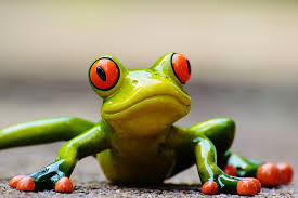 frog
